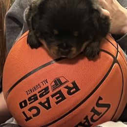 Rottweiler Puppies from Oakville Rottweilers