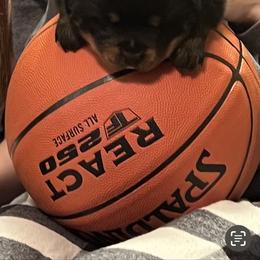 Rottweiler Puppies from Oakville Rottweilers