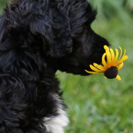 Portuguese Water Dogs from Sandra's Portugese Water Dogs