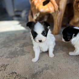 Boy 1 - White and sable male Papillon puppy in Shirley, Arkansas from Lucky Pups