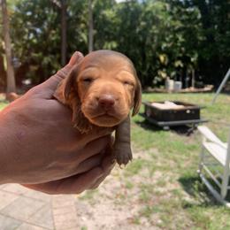 Luke - Red male Dachshund puppy in Westlake, Florida from Lazy Acres Farm