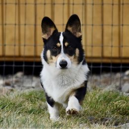 Ollie - Pembroke Welsh Corgi