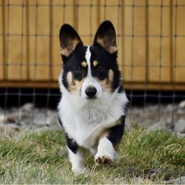 Ollie - Pembroke Welsh Corgi