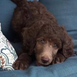 Goldendoodles and Poodles from Mann’s Best Friend Poodles and Doodles