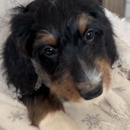 St Nick - Bernedoodle puppy from The Berne Barn