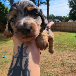 Patches - Dapple female Dachshund puppy in Jackson, Tennessee from BlackPine Kennels