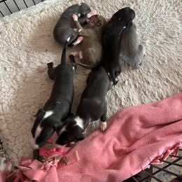 Baylor - Black male Italian Greyhound puppy in Snow Camp, North Carolina from Integra Italian Greyhounds