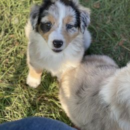 Australian Shepherd, Miniature Australian Shepherd, and Toy Australian Shepherd Puppies from Circle JTS Ranch