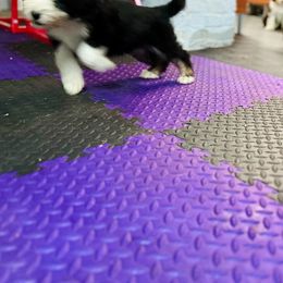 Bearded Collie and Border Collie Puppies from Beloved Bearded & Border Collies