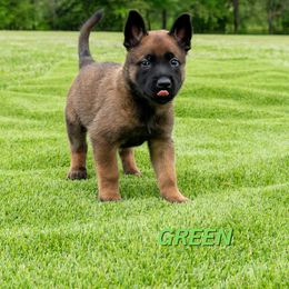 Belgian Malinois puppies from DANGER CLOSE MALINOIS