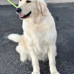 Luna - Golden Retriever