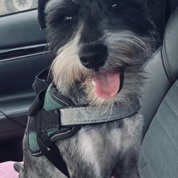 Miniature Schnauzers from Poole Schnauzers