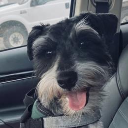 Miniature Schnauzers from Poole Schnauzers