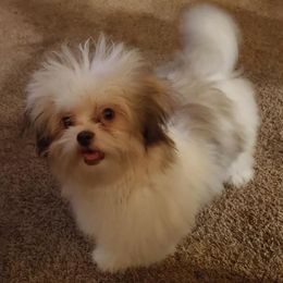 Shih Tzus from One of A Kind Shih-Tzu's