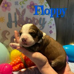 Floppy - Sable male Bernedoodle puppy in St. James, Missouri from Backwoods Bernedoodles
