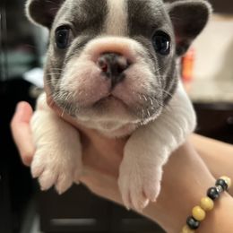 French Bulldog Puppies from Nicole's French Bulldogs