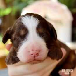 Praline - Brown and white female Bernedoodle puppy in Salado, Texas from Red Ranch Dogs