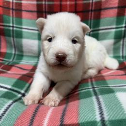 AKC-Zircon - White male Siberian Husky puppy in Centreville, Maryland from Huskies By the Bay