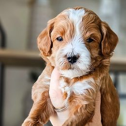 Bernedoodles, Cockapoos, and Goldendoodles from Macy Meadows Doodles
