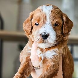 Bernedoodles, Cockapoos, and Goldendoodles from Macy Meadows Doodles