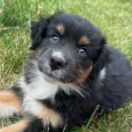 Sasha - Black tri-color female Australian Shepherd puppy in Scottsville, Virginia from Cedar Creek Aussies