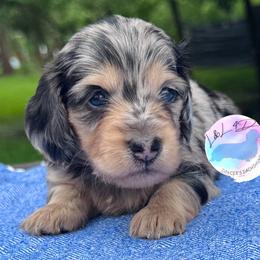 Black and Cream Dapple Girl - Dapple female Dachshund puppy in Houston, Texas from L&L 4D Dancer’s Dachshunds