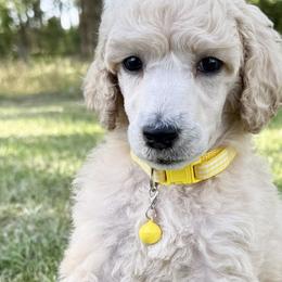 Mr Yellow Collar (video) - Cream male Poodle puppy in Screven, Georgia from Dreamland Standard Poodles