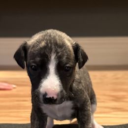 Whippet Puppies from Sara's Whippets