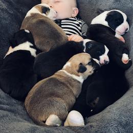 Cardigan Welsh Corgi and Dachshund Puppies from Rosewick Kennels