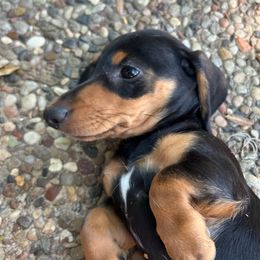 Frida - Black and tan female Dachshund puppy in San Antonio, Texas from Sunshine Sandra & Sweet Sausages