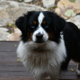 Bubba - Miniature Australian Shepherd