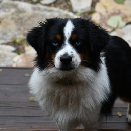 Bubba - Miniature Australian Shepherd