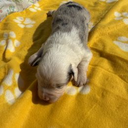 Grace - Blue merle female Miniature American Shepherd puppy in Plant City, Florida from Osborne & Stormborn FL Kennels