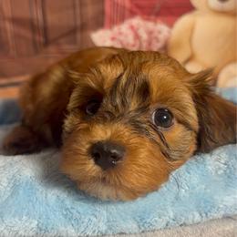 Chester - Red sable male Havanese puppy in Clermont, Florida from Country Sweet Havanese and Creative Coaching