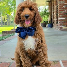 Charlie Rae's Navy Boy - Red  male Goldendoodle puppy in Kountze, Texas from Texas Doodles LLC