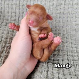 Mango - Chocolate male Cavalier King Charles Spaniel puppy in Nampa, Idaho from Heart Mountain Cavaliers & Floating Feathers Kennel