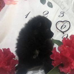 Pomeranian Puppies from Mac Daddy Poms