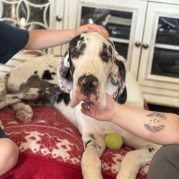 Dottie - Harlequin female Great Dane puppy in Montgomery, Texas from KD Sweet Southern Danes
