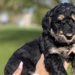 Bernedoodles from Bernedoodlesbest