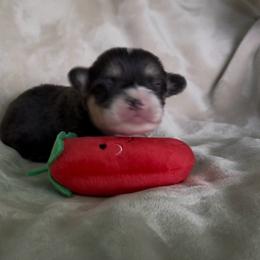 AKC RHT 1 Red - Black and tan female Pembroke Welsh Corgi puppy in Summerfield, Florida from Promise Land Farm
