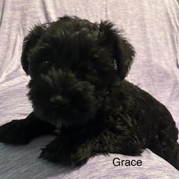 Grace - Black female Miniature Schnauzer puppy in Newburgh, Indiana from Lakehouse Miniature Schnauzers of Southern Indiana
