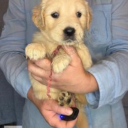 Chirp (pink) - Golden female Golden Retriever puppy in Argyle, Texas from Skarlotte Goldens, LLC