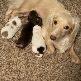 Josie - Dachshund