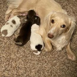 Josie - Dachshund
