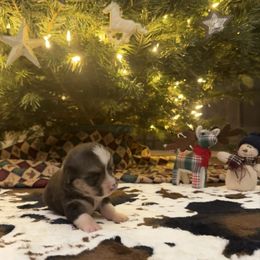 Honey - Black and tan female Pembroke Welsh Corgi puppy in Johnson City, Texas from McCall Creek Corgis