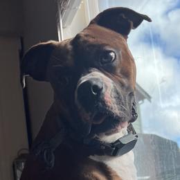 Boxers from Brown Cove boxers