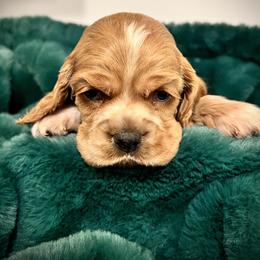 Sunny - Buff Cocker Spaniel puppy in Camp Douglas, Wisconsin from Bluff Country Cockers