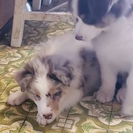 Australian Shepherd Puppies from Red Cloud Australian Shepherds