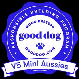 Australian Shepherd, Miniature Australian Shepherd, and Toy Australian Shepherd Puppies from V5 Mini Aussies