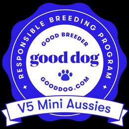 Australian Shepherd, Miniature Australian Shepherd, and Toy Australian Shepherd Puppies from V5 Mini Aussies